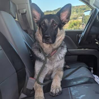 Rescue German Shepherd Dog Dogs for Adoption in Jefferson City, Tennessee - Lucy | PetCurious