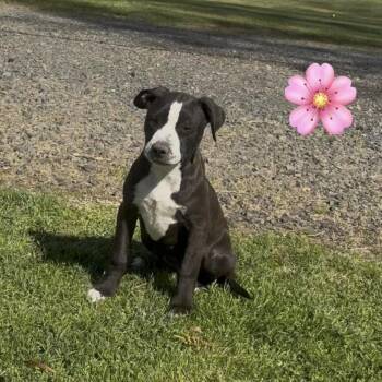 Black Labrador Retriever Dogs Available for Adoption - Nadeen  | PetCurious