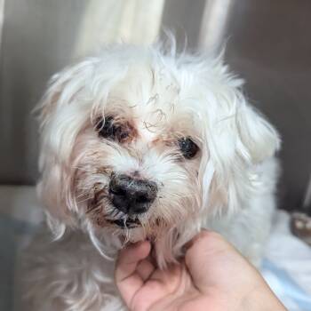 Rescue Maltese Dogs for Adoption in Houston, Texas - Paul Blart | PetCurious