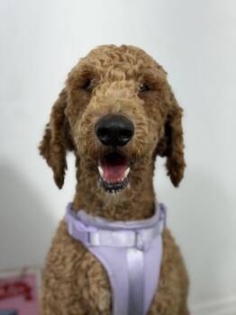 Pawpeye-One of our Amazing Rescue Dogs -  Goldendoodle and Mixed Breed Dog for Adoption in Carlsbad, California - Pawpeye-One Of Our Amazing Rescue Dogs | PetCurious