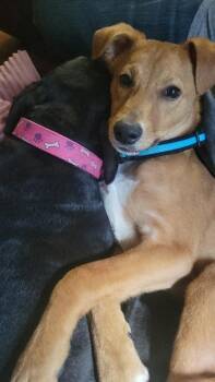 Mixed Breed Dogs Available for Adoption in Hillsboro, Oregon - Captain Pike | PetCurious