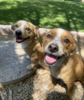 Rescue Chihuahua and Corgi Dogs for Adoption in Scottsdale, Arizona - CHINO | PetCurious