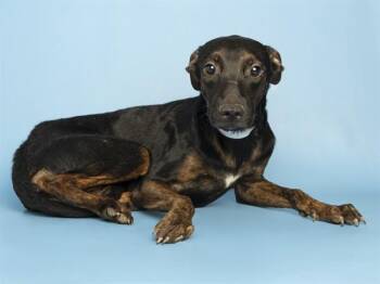 CRUMPET -  Pit Bull Terrier and Mixed Breed Dog for Adoption in Phoenix, Arizona - CRUMPET | PetCurious