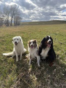 Maremma Sheepdog and Great Pyrenees Dogs Available for Adoption in Bountiful, Utah - Bailey | PetCurious