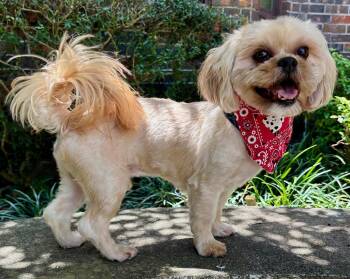 Shih Tzu Dogs Available for Adoption - Bubbly BROWNIE - Little Shi Tzu Sweetheart | PetCurious