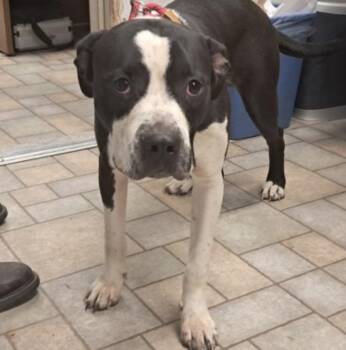 Rescue Cane Corso Dogs for Adoption in Hollister, Missouri - Dracula | PetCurious