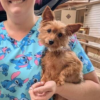 Link -  Yorkshire Terrier Dog for Adoption in Milner, Georgia - Link | PetCurious