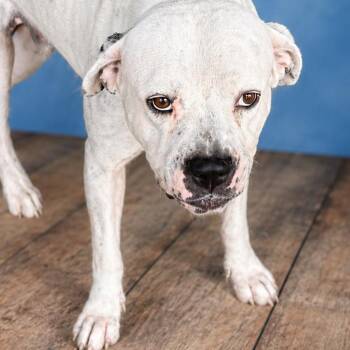 Bleaker -  Boxer and English Bulldog Dog for Adoption in East St. Louis, Illinois - Bleaker | PetCurious