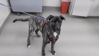 Dutch Shepherd Dogs Available for Adoption in Omaha, Nebraska - MILO | PetCurious