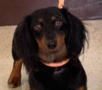 Dexter -  Dachshund Dog for Adoption in Amery, Wisconsin - Dexter | PetCurious