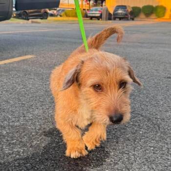 Corn Dog -  Wheaten Terrier and Mixed Breed Dog for Adoption in Rockville, Maryland - Corn Dog | PetCurious