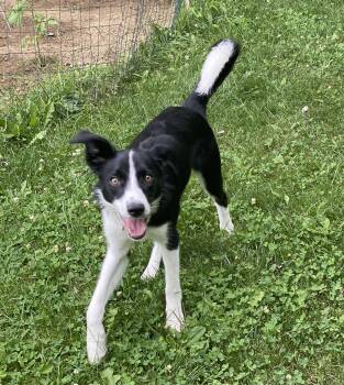 Trickie -  Border Collie Dog for Adoption in Plain City, Ohio - Trickie | PetCurious