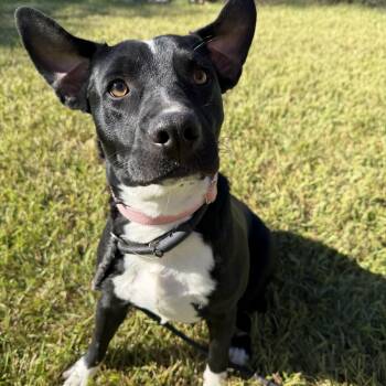 Sissy -  Hound Dog for Adoption in Pearland, Texas - Sissy | PetCurious