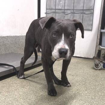 IVHS-Stray-141531 -  Pit Bull Terrier Dog for Adoption in San Gabriel, California - IVHS-Stray-141531 | PetCurious
