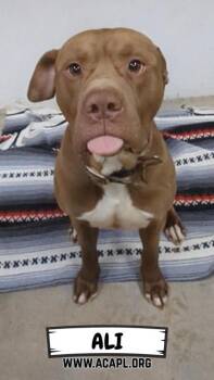 Mixed Breed Dogs Available for Adoption - Ali | PetCurious