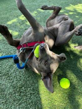 Rescue Labrador Retriever and Weimaraner Dogs for Adoption in Roseville, California - Natalia | PetCurious