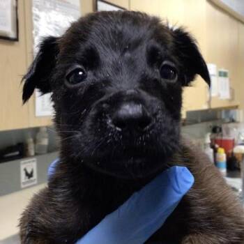 STEVEN -  German Shepherd Dog and Mixed Breed Dog for Adoption in Riverside, California - STEVEN | PetCurious