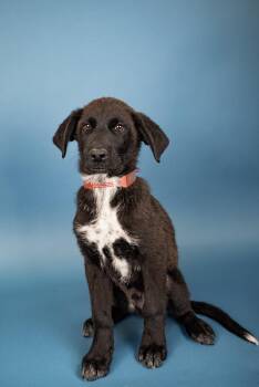 524-26 -  Border Terrier Dog for Adoption in Brighton, Colorado - 524-26 | PetCurious