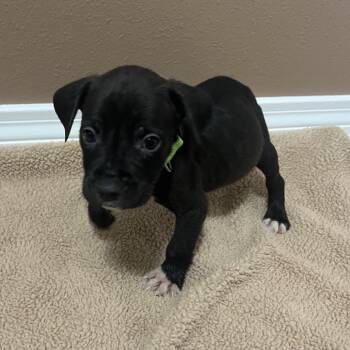 Swiss (Lime collar) -  Catahoula Leopard Dog Dog for Adoption in Baton Rouge, Louisiana - Swiss (Lime Collar) | PetCurious