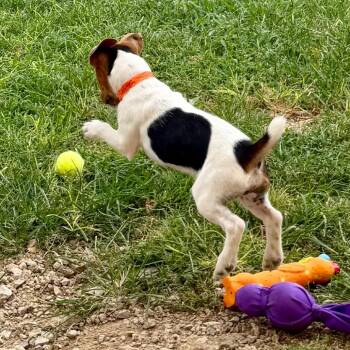 Bob - Missouri (AG26-57) -  Jack Russell Terrier Dog for Adoption in Peyton, Colorado - Bob - Missouri (AG26-57) | PetCurious