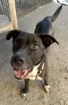 Lola -  Mixed Breed Dog for Adoption in Savannah, Georgia - Lola | PetCurious