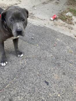 BLUE -  Mixed Breed Dog for Adoption in Dallas, Texas - BLUE | PetCurious