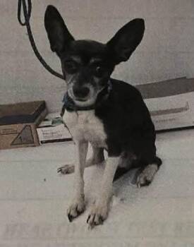 Ivy (946) -  Chihuahua Dog for Adoption in Plymouth, Michigan - Ivy (946) | PetCurious