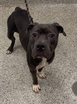 Whisper -  Pit Bull Terrier and Mixed Breed Dog for Adoption in Kansas City, Missouri - Whisper | PetCurious