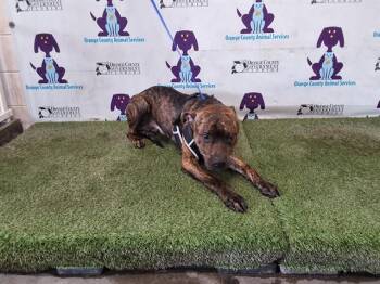 BARRY -  Pit Bull Terrier and Mixed Breed Dog Available for Adoption in Orlando, Florida - BARRY | PetCurious