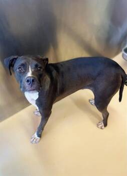 Rescue Pit Bull Terrier Dogs for Adoption in Blythe, California - SKIPPER | PetCurious