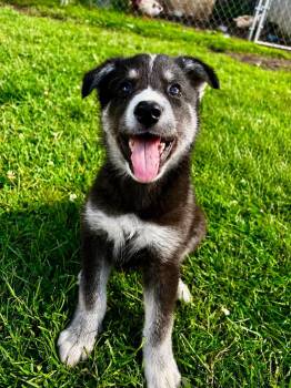 Atlas -  Shepherd and Husky Dog for Adoption in Cambridge, Ontario - Atlas | PetCurious