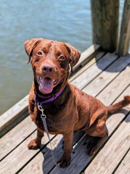 Chesapeake Bay Retriever Dogs Available for Adoption in Colonial Heights, Virginia - Zeus | PetCurious
