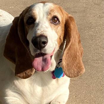 Lulu -  Basset Hound Dog for Adoption in Baton Rouge, Louisiana - Lulu | PetCurious