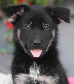 Astro von Aken -  German Shepherd Dog Dog for Adoption in Los Angeles, California - Astro Von Aken | PetCurious