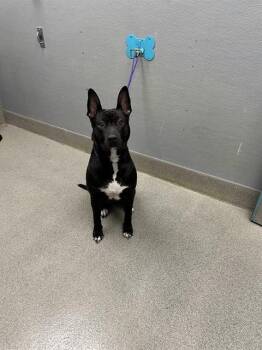 STAN THE MAN -  Pit Bull Terrier Dog for Adoption in Las Vegas, Nevada - STAN THE MAN | PetCurious