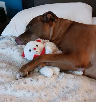 Rescue American Staffordshire Terrier Dogs for Adoption - Sasha | PetCurious