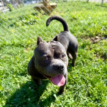Sully -  Pit Bull Terrier and Mixed Breed Dog for Adoption in Springboro, Ohio - Sully | PetCurious