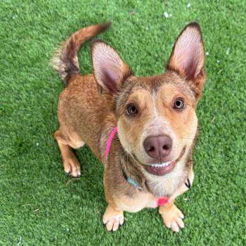 Chappy -  Mixed Breed Dog for Adoption in New York, New York - Chappy | PetCurious