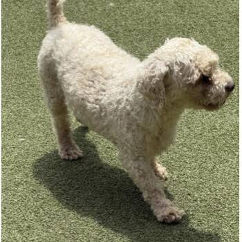 Cockapoo Dogs Available for Adoption in Norwalk, Connecticut - ESSEX | PetCurious