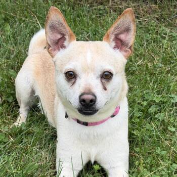 Saturn -  Pug and Chihuahua Dog for Adoption in Grayslake, Illinois - Saturn | PetCurious