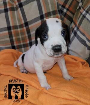 Rescue Terrier Dogs for Adoption in Omaha, Nebraska - Cardigan | PetCurious