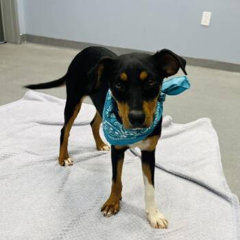 Flag -  Mixed Breed Dog for Adoption in Canal Winchester, Ohio - Flag | PetCurious