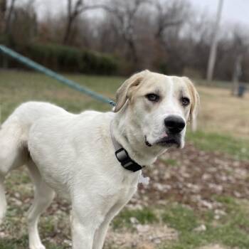 Great Pyrenees and Mixed Breed Dogs Available for Adoption in Warrensburg, Missouri - Bambi | PetCurious