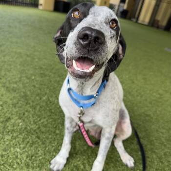 Rescue English Pointer and Mixed Breed Dogs for Adoption in West Palm Beach, Florida - Sprinkles | PetCurious