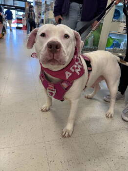 Rescue American Staffordshire Terrier and Bullmastiff Dogs for Adoption in Holly Springs, North Carolina - Sadie Mae | PetCurious