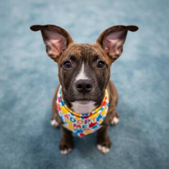 Boxer and Pit Bull Terrier Dogs Available for Adoption in Redondo Beach, California - Yogi-ADOPT Me! | PetCurious