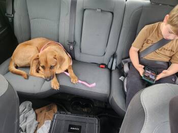 Rescue Labrador Retriever and Shepherd Dogs for Adoption in Brookeville, Maryland - Lassie | PetCurious