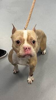 Mixed Breed Dogs Available for Adoption - Rapunzel | PetCurious