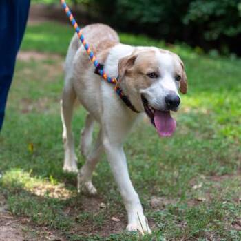 Kyson -  Mixed Breed Dog for Adoption in Chamblee, Georgia - Kyson | PetCurious