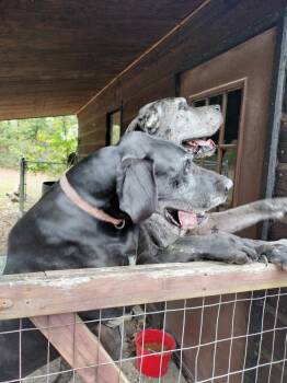 Bentley & Belle -  Great Dane Dog for Adoption in Melbourne, Arkansas - Bentley & Belle | PetCurious